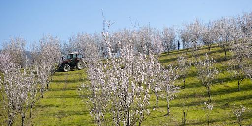 almond tree coltivation