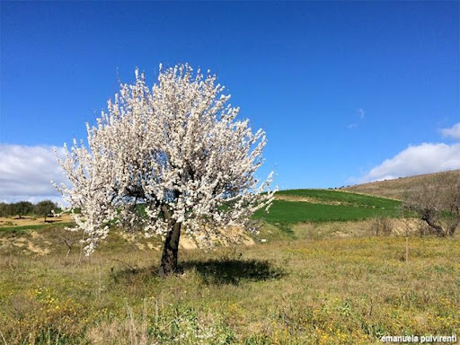 allevamento del mandorlo