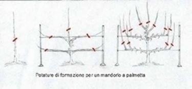 forme di allevamento