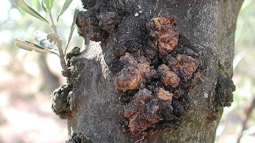 Rogna sugli alberi di oliveto