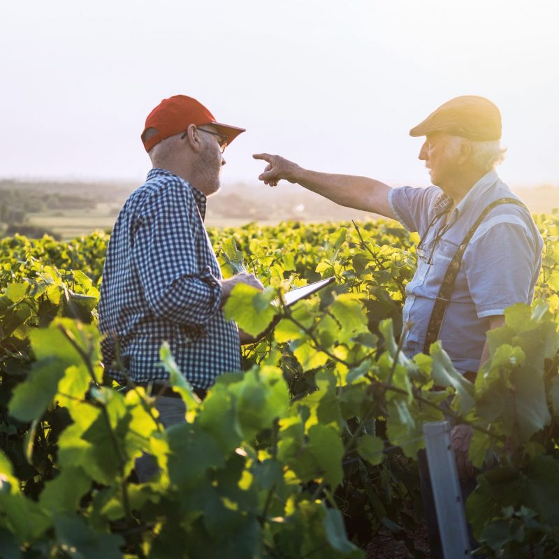 Two French winegrowers working in their vineyards at sunset. They are using a digital tablet.