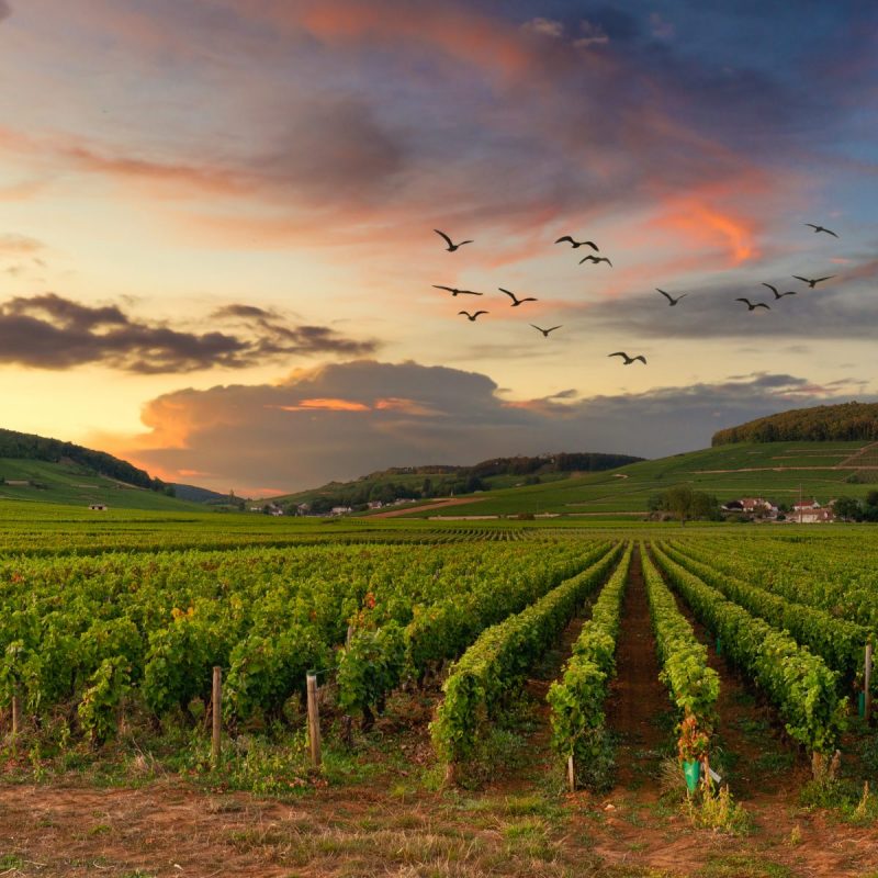 Bourgogne au soleil couchant