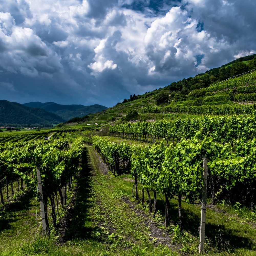 Heavy Thunderclouds Over Vineyards In Wachau Danube Valley In Au